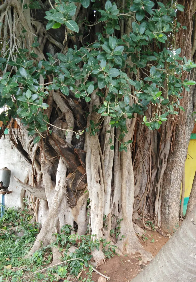 The thick trunks and hanging roots of a banyan tree, with green leaves above.