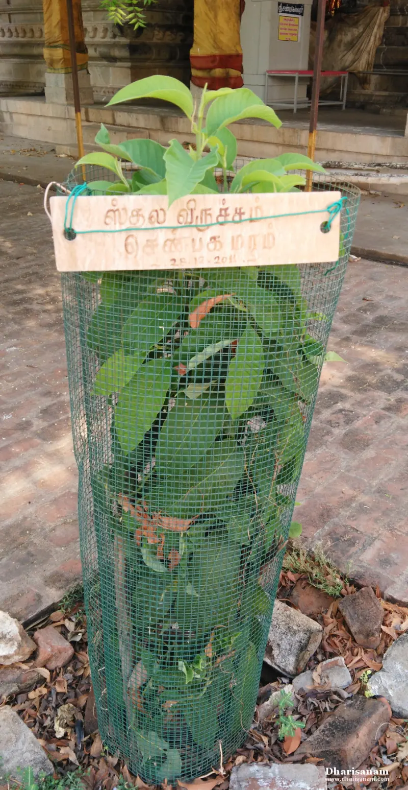 Young tree inside a green wire guard with a wooden Tamil name board