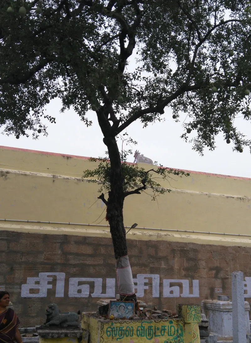 A tree with a cloth-wrapped trunk beside a painted platform, in front of a tall wall