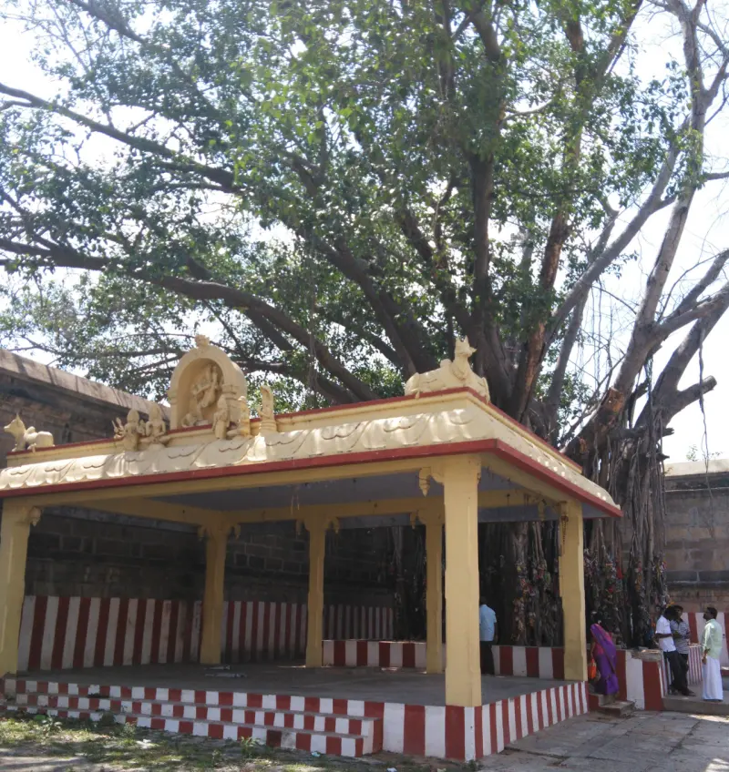 A large banyan tree over a yellow and red pavilion with red and white striped steps