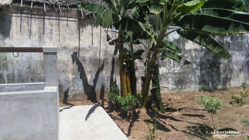 Banana plants growing in a corner beside a plain wall, next to a small concrete tank