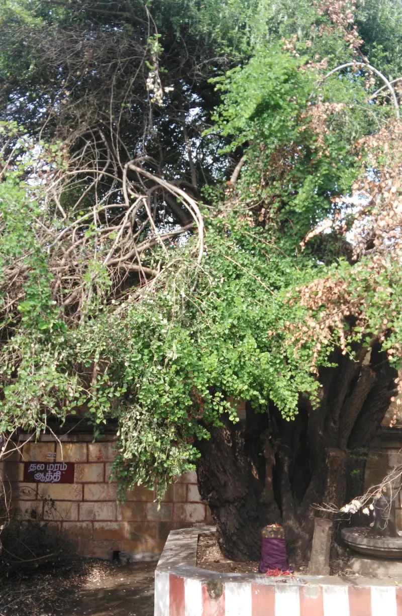 A large Aathi tree with a draped lingam at its base