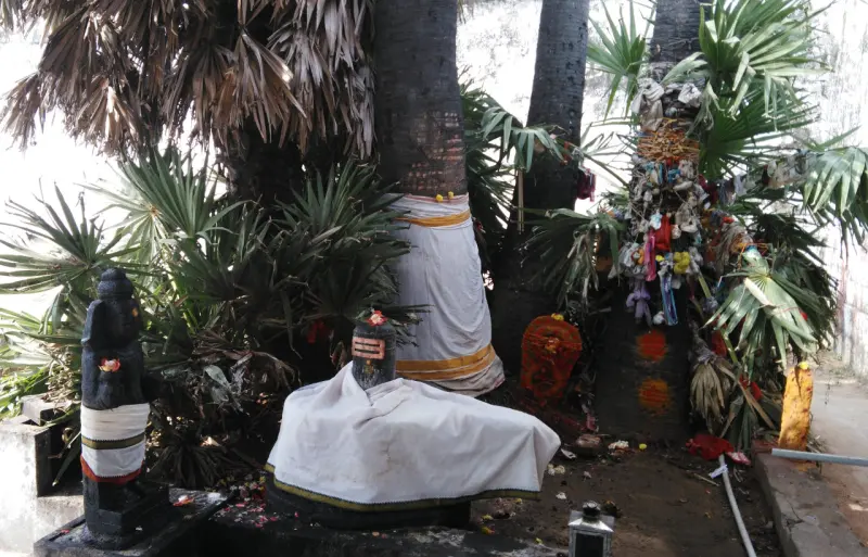 White-draped lingam and deity beneath palms hung with offerings
