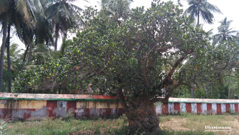 A broad jackfruit tree with a thick trunk standing in front of a red and white painted wall