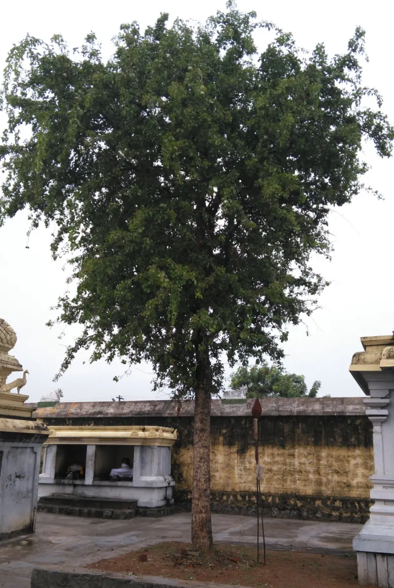 A tall leafy tree standing in a paved courtyard before a stone boundary wall, with small shrines at its sides.