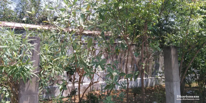Leafy shrubs and trees growing in front of a plain grey wall between two concrete posts