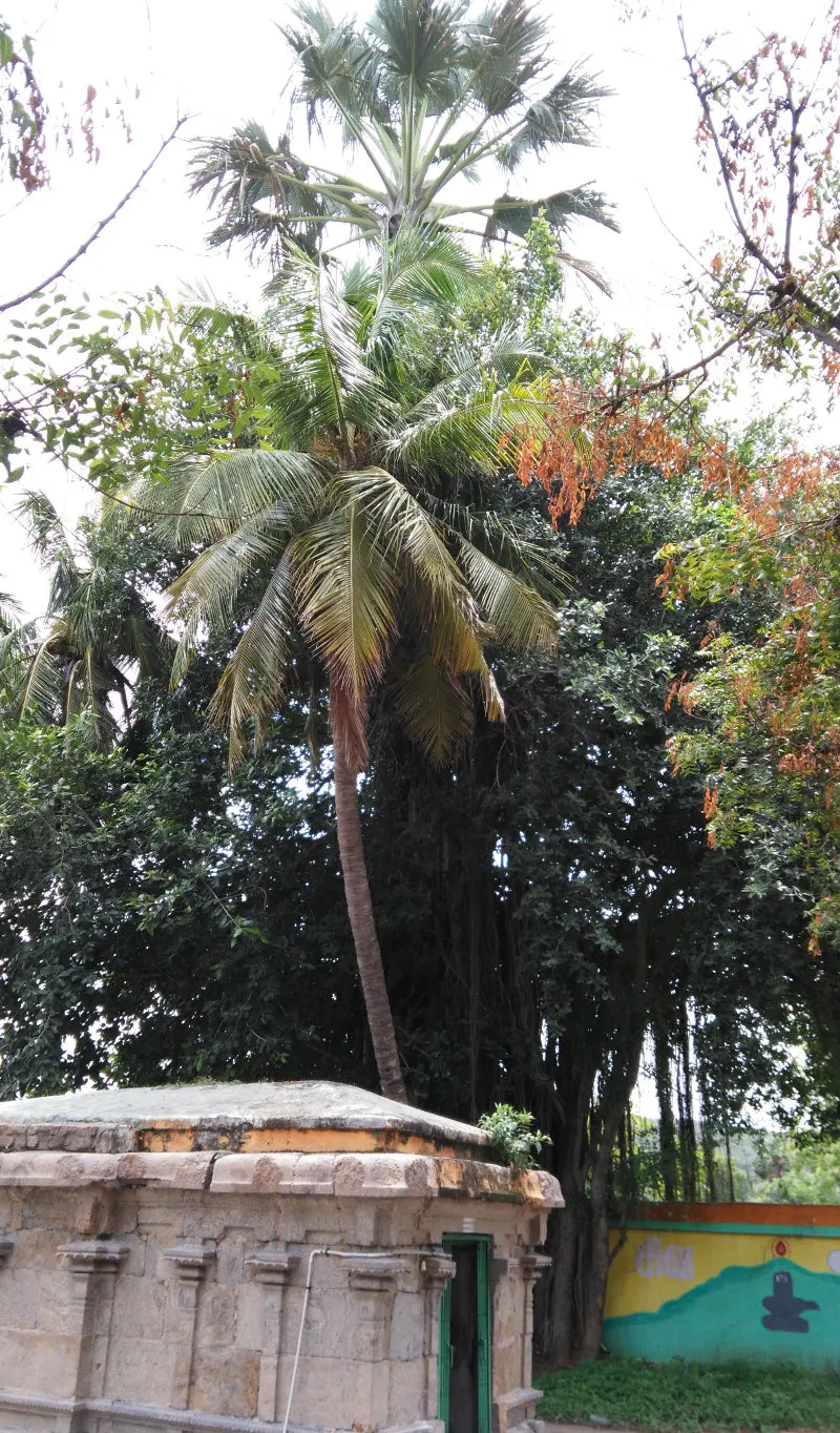 A tall palm rises above dense trees behind a small stone shrine; a painted lingam shows on a wall at right.