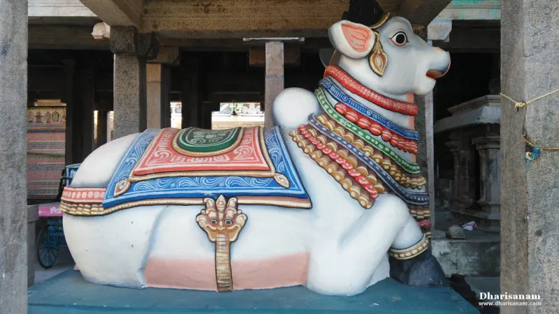 A large white Nandhi statue with a painted saddle cloth and garlands, lying in a pillared hall.