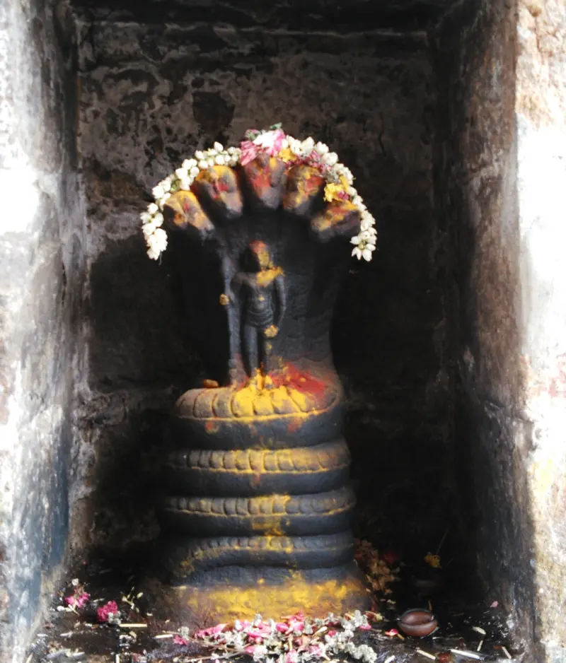 Black coiled snake statue with five hoods, smeared yellow, garlanded