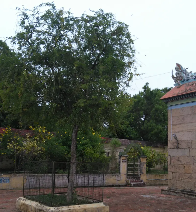 A large tree growing in a low railed bed on a brick-paved courtyard, with a gate and walls behind.