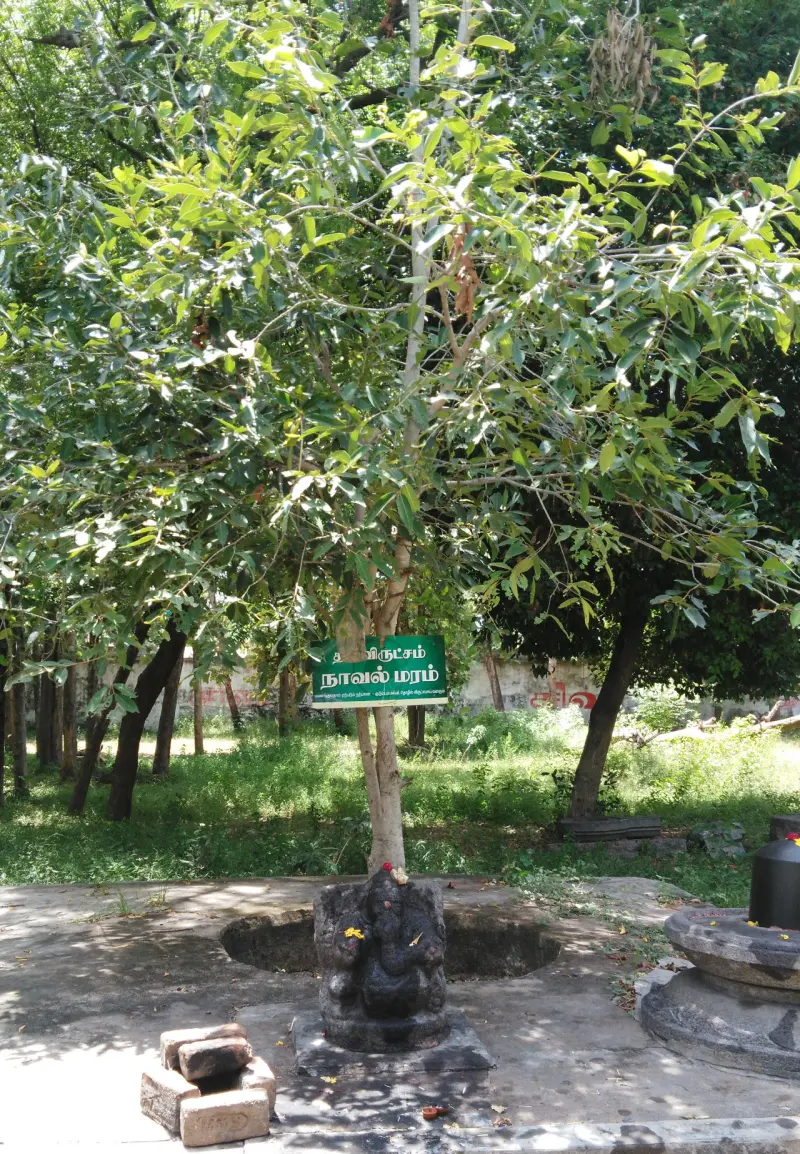 A leafy tree with a green Tamil sign naming it the sacred tree; a small dark stone Vinayakar sits at its base.