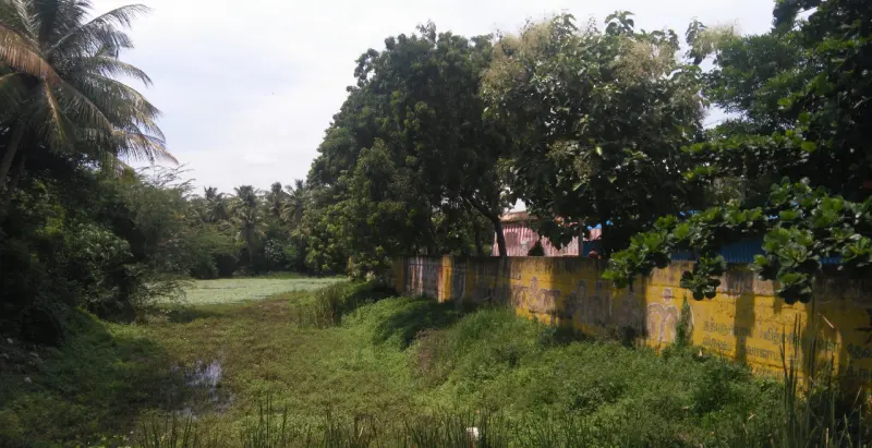 Green grassy ground with a patch of water, trees, and a yellow painted wall behind