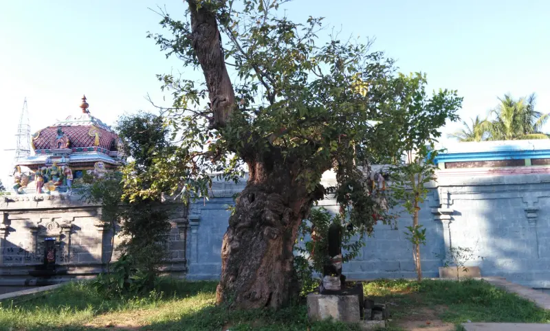 A large old tree with a thick trunk beside a blue wall, with a small shrine at its foot and a tower behind