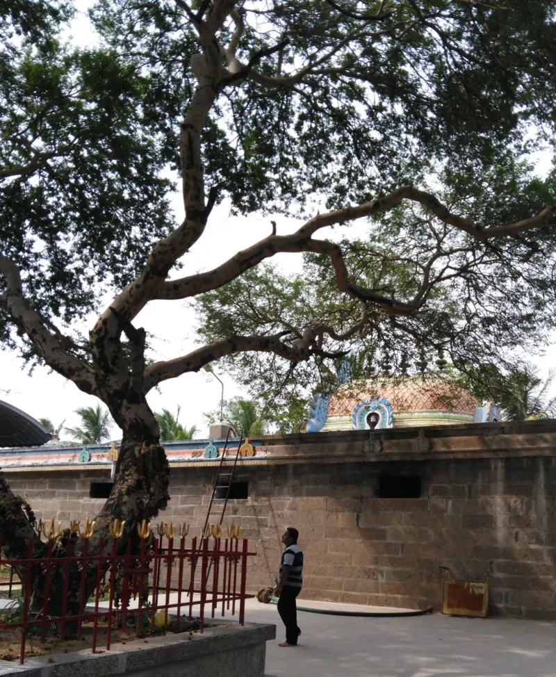 A large old tree with spreading branches behind a red railing, beside a stone wall and a domed shrine roof.