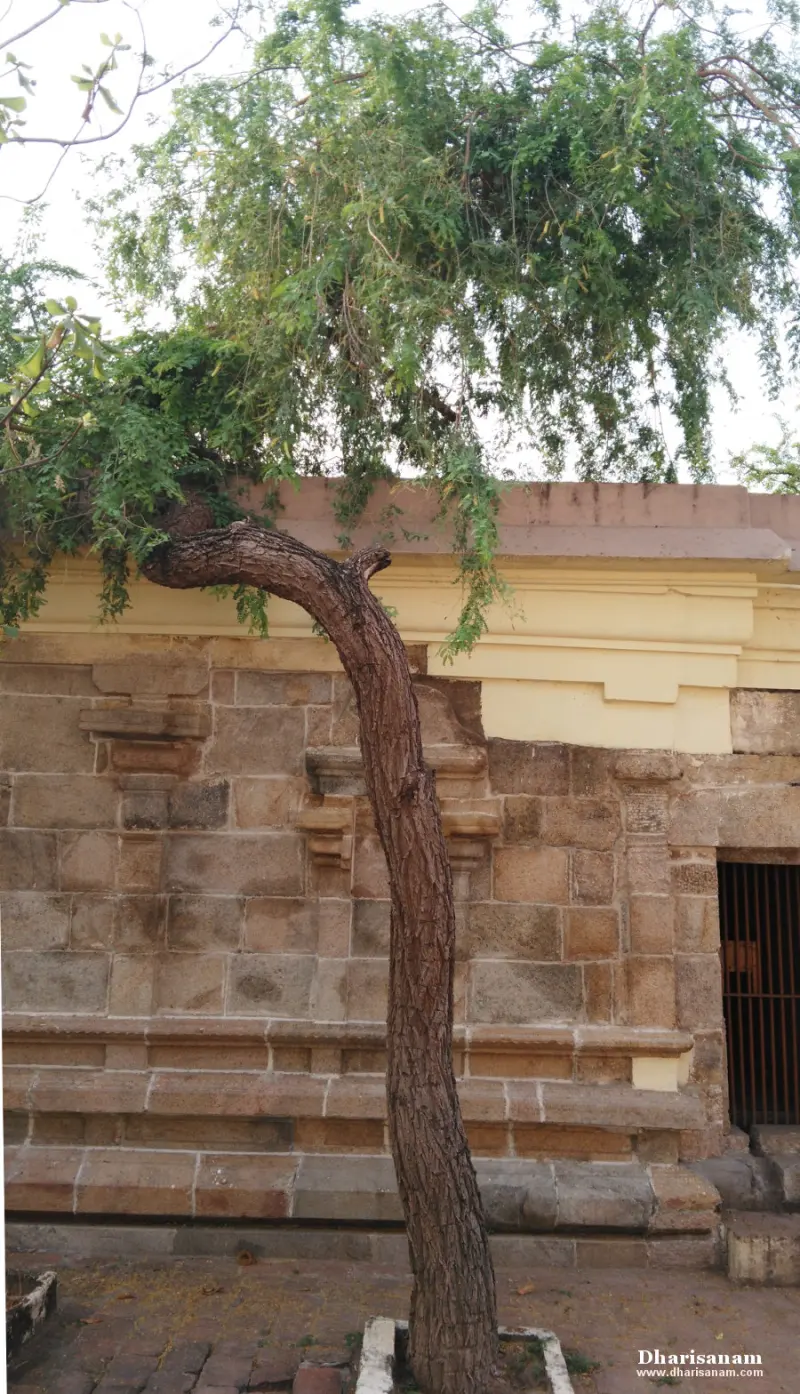 Tall tree with curved trunk against the temple stone wall