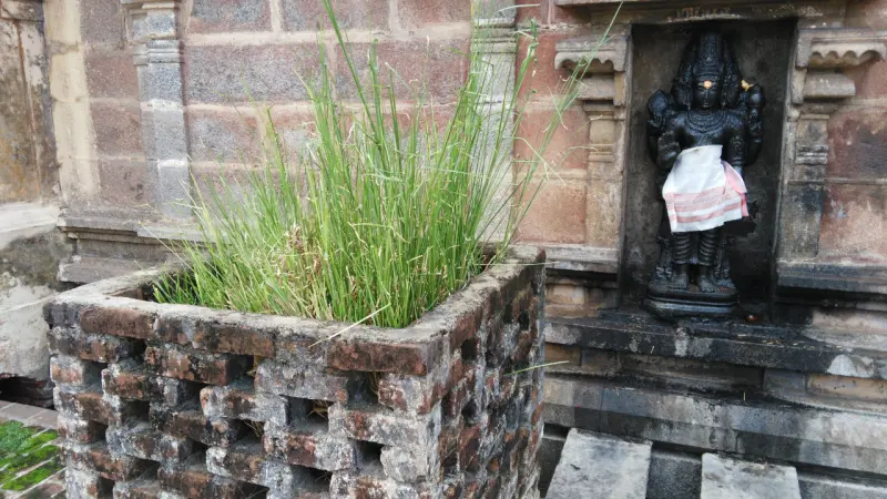 A clump of tall green grass grows in a brick planter next to a black stone figure in a wall niche.