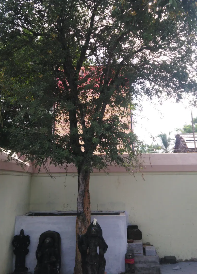 Leafy tree with dark stone idols lined up at its foot by a wall