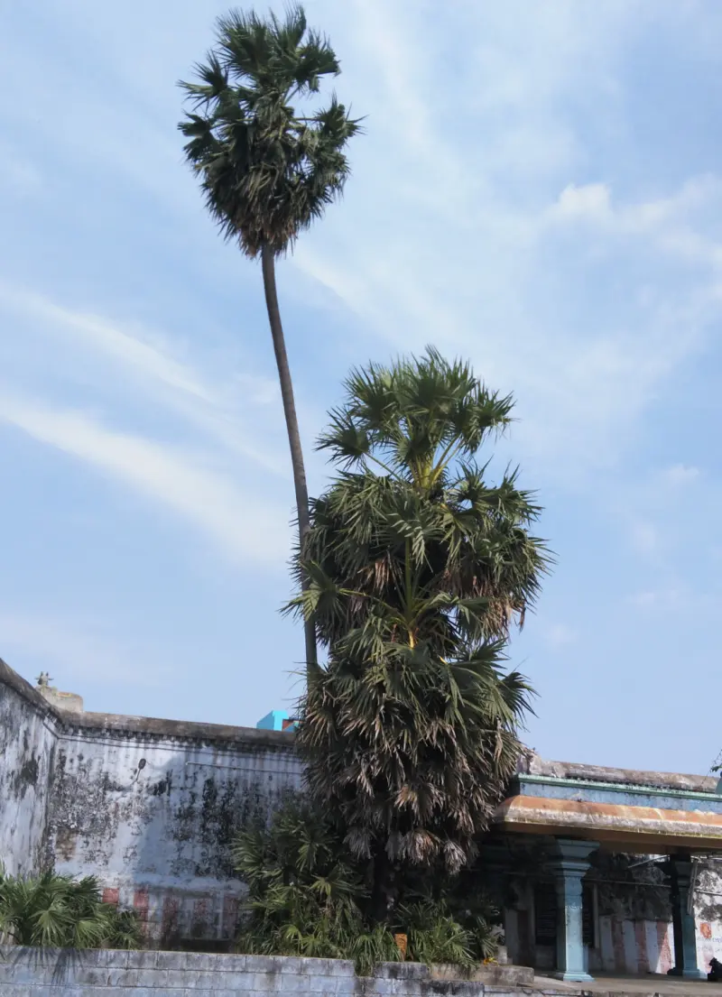 Two tall palm trees against the sky above the temple wall