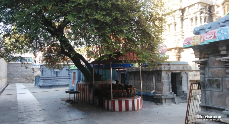 A large tree shading a small shrine on a raised round platform painted red and white.