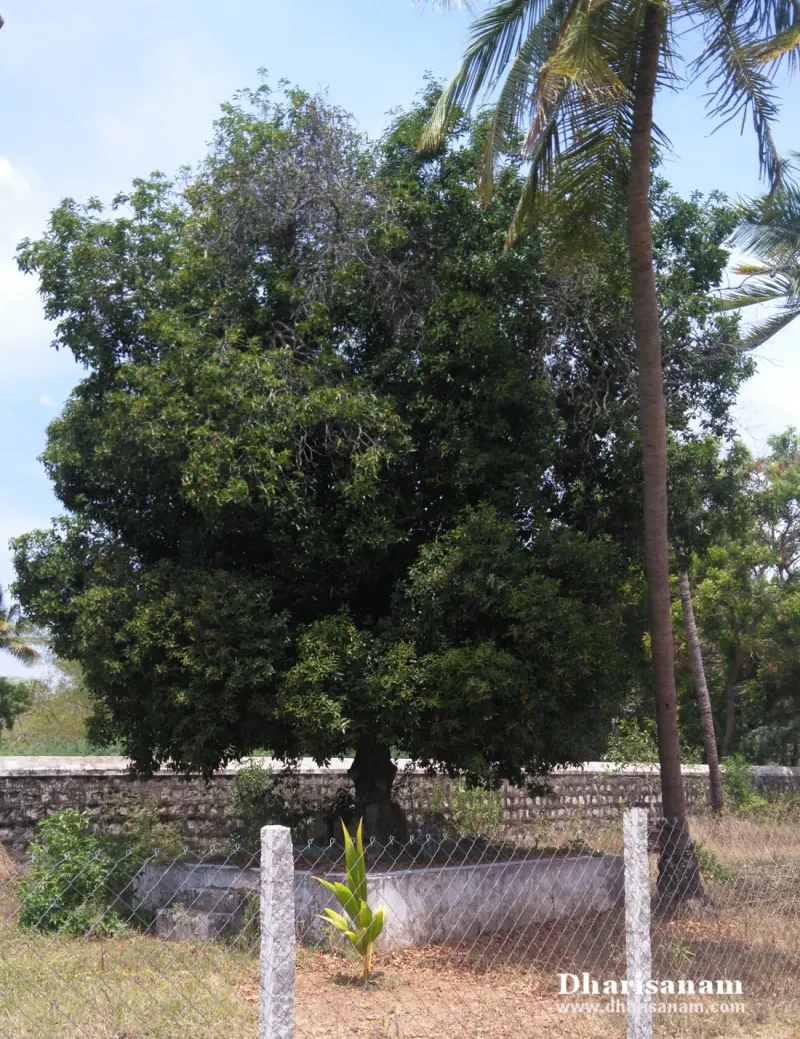 Large leafy tree beside a tall palm, behind a wire fence with posts and a young coconut sapling in front