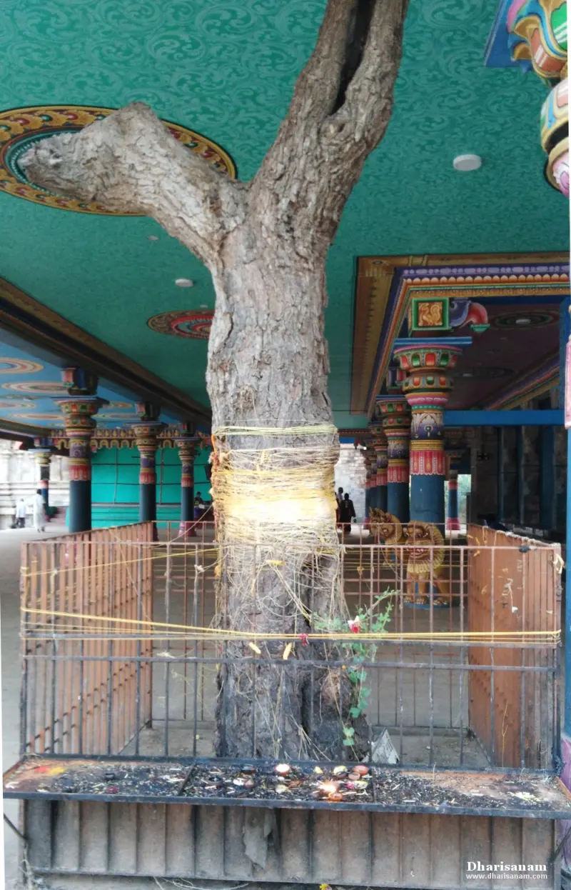 A tree enclosed by a railing under a painted green ceiling, with threads tied round its trunk