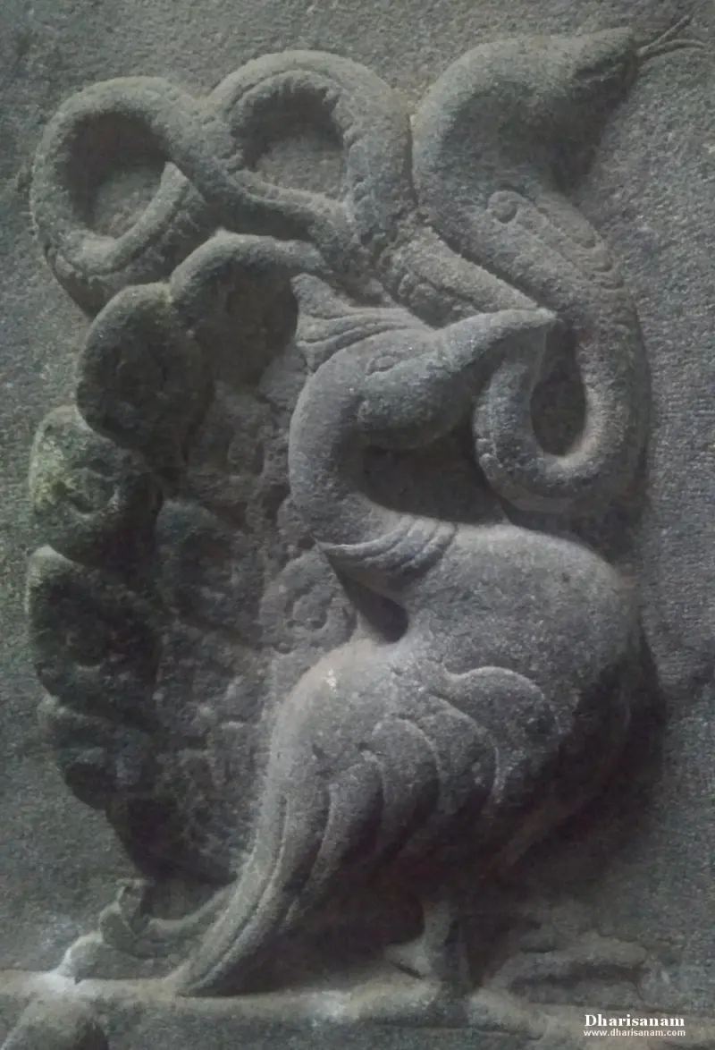A stone relief of a peacock with a long neck beside a coiled snake