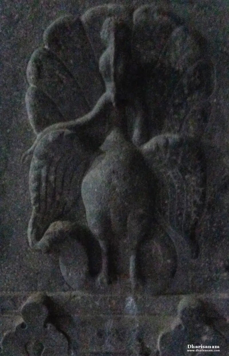 A dimly lit stone relief of a peacock with its tail feathers fanned out