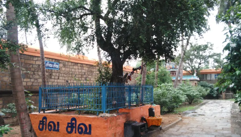 A tree inside the temple wall, with a railing around it