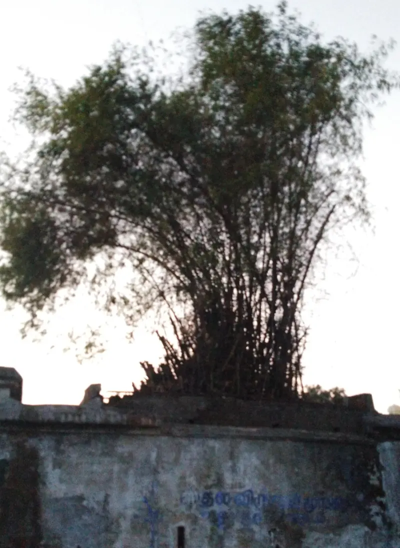 A tall clump of bamboo growing behind a weathered whitewashed wall.