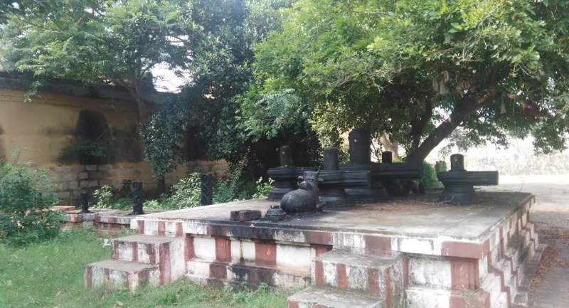 Several lingams and a small Nandhi on a platform shaded by a tree