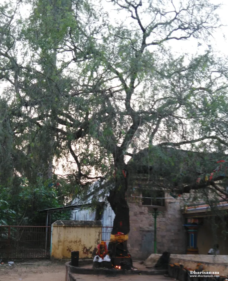 A large tree with a small garlanded shrine at its base, beside a yellow wall and a stone building