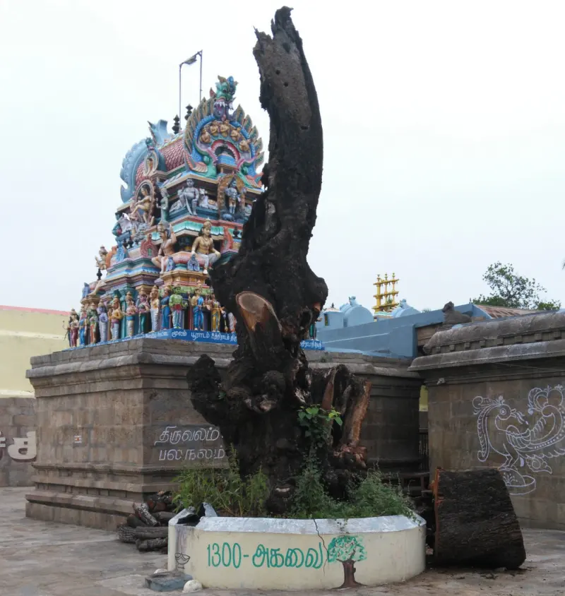 A large dark tree stump in a round bed marked in Tamil, with a painted tower behind