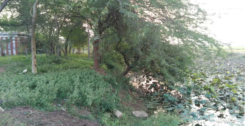 Trees and green shrubs on a bank beside water covered with lotus leaves