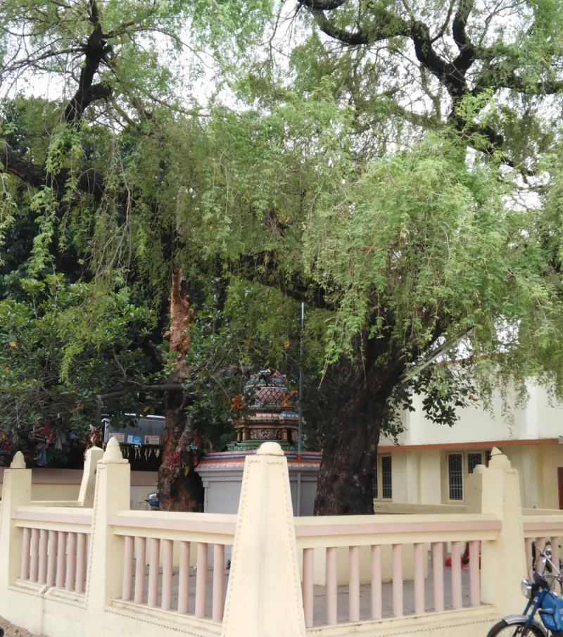 Big shady tree with a small shrine behind a railing