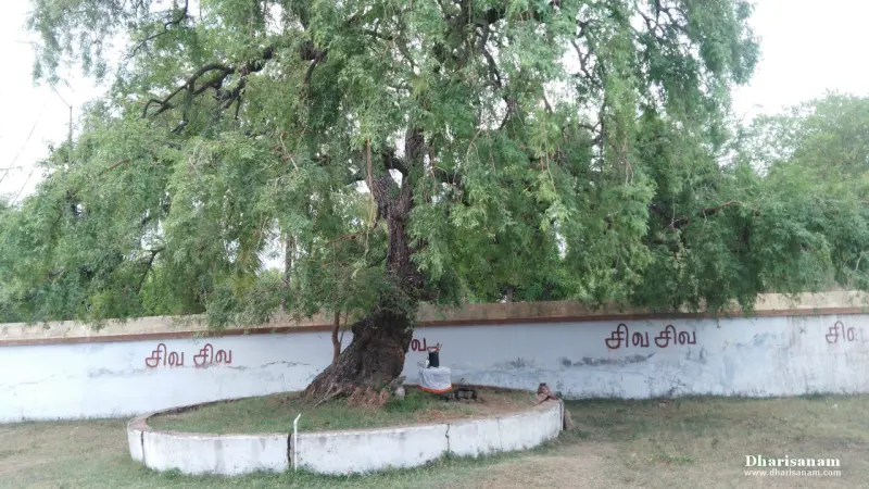 A spreading tree on a raised round platform by a white wall painted with Tamil letters.