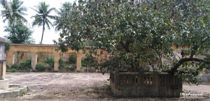 A leafy tree on a low walled platform in a paved courtyard, with a pillared wall behind