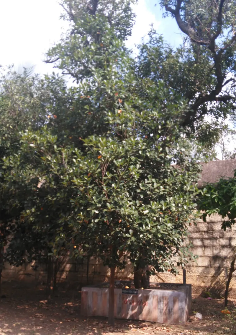 A leafy tree with small orange fruits, standing in a low stone-walled bed beside a stone wall