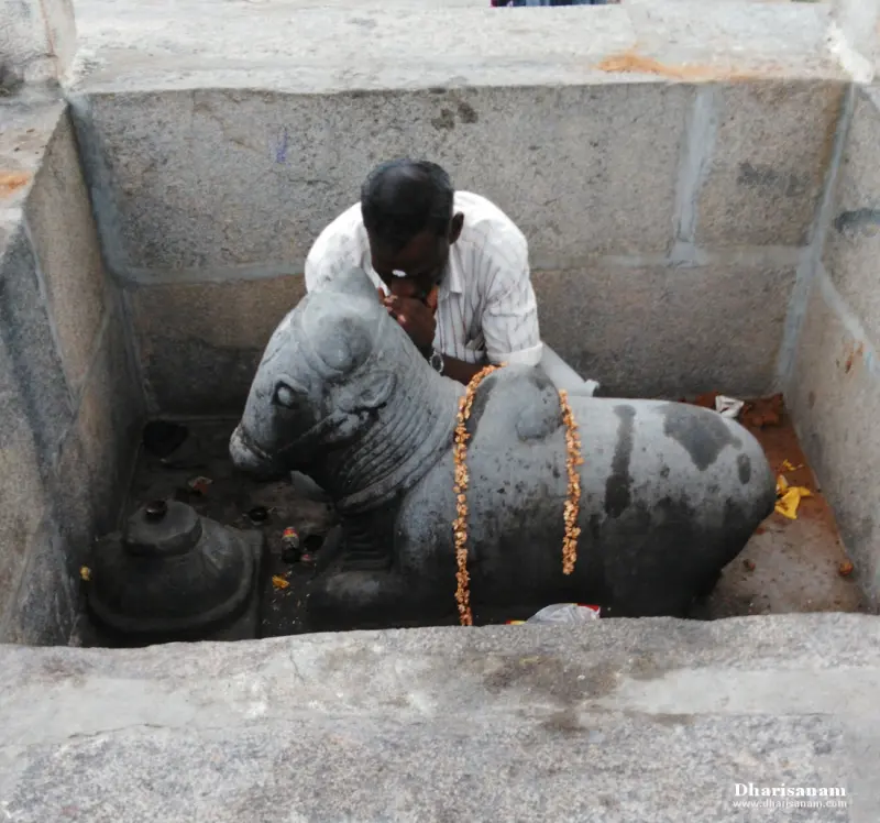 A stone Nandi with a flower garland sits in a stone-walled pit while a devotee prays beside it