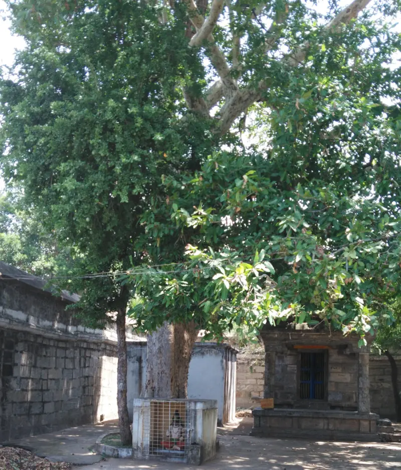 A broad leafy tree shading a courtyard, with a small railed shrine at its foot and a stone shrine on the right.