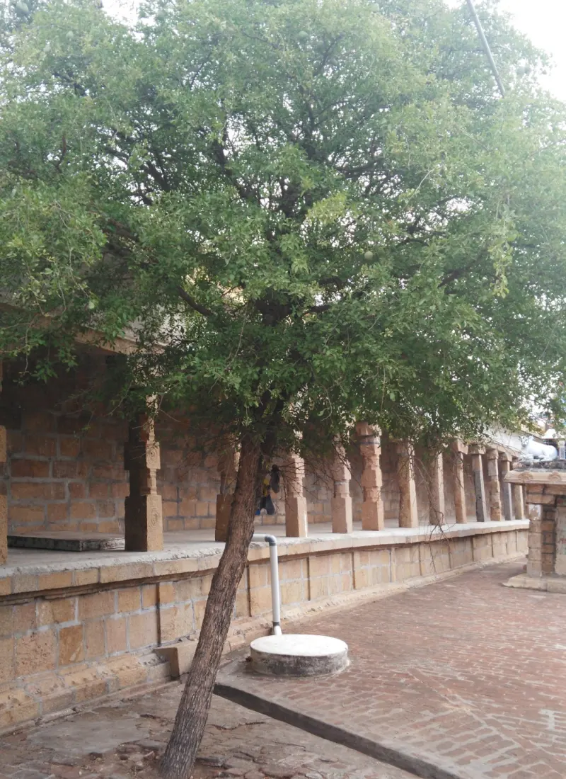 A leafy tree growing next to a stone corridor with rows of pillars and a brick path