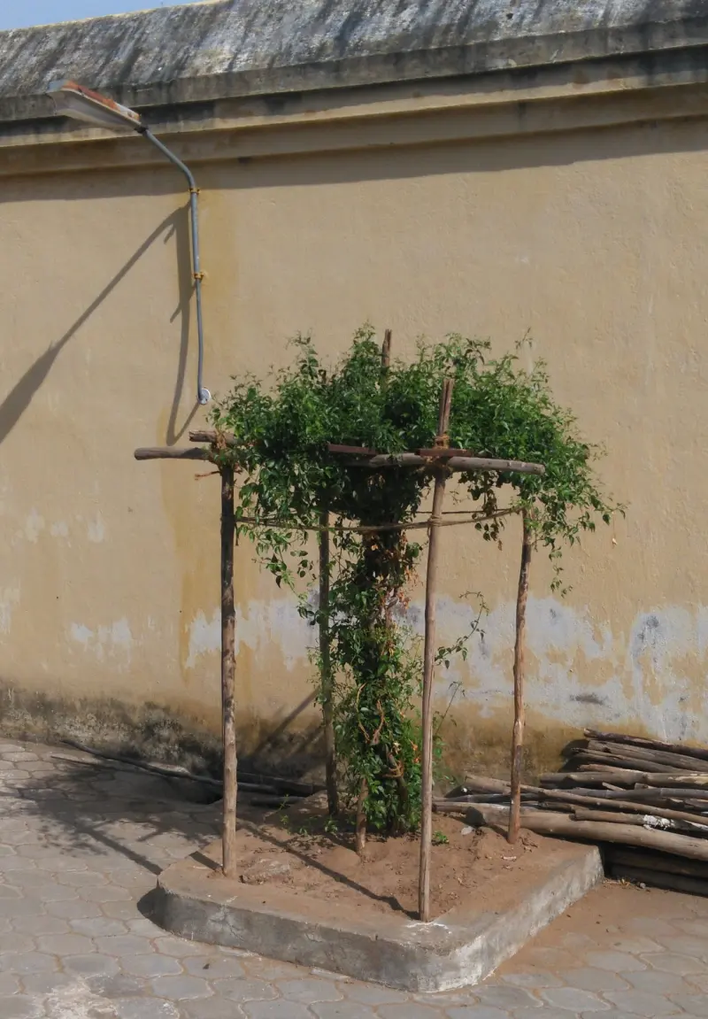 Small leafy tree tied to wooden poles in a square bed by the wall