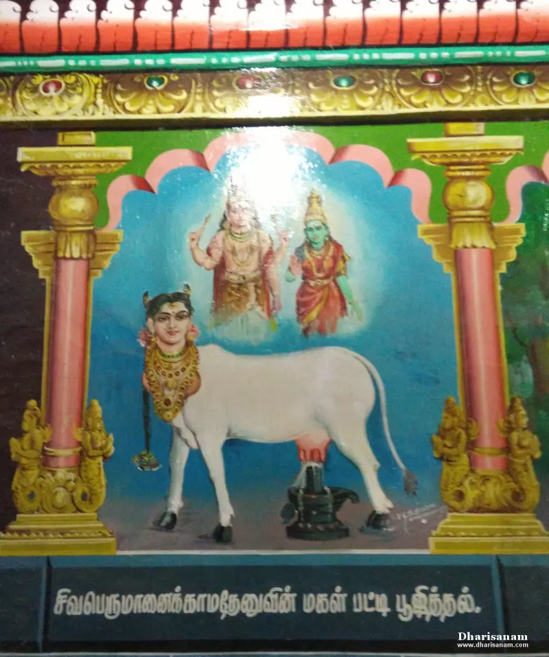 A painting of a white cow with a woman's face before a lingam, with two divine figures above her