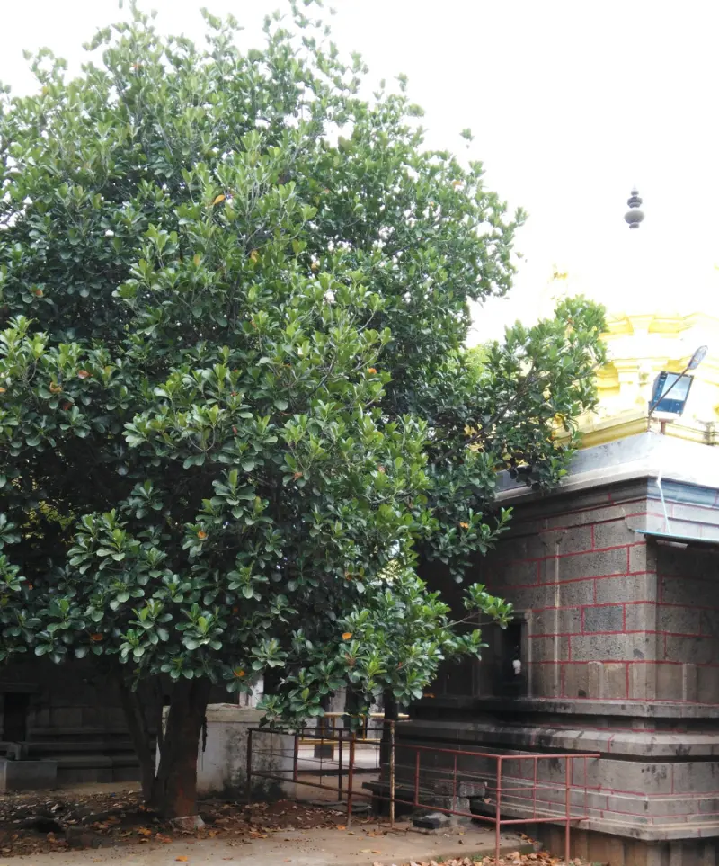 A large tree with thick green leaves beside a stone shrine whose tower is gold in colour.