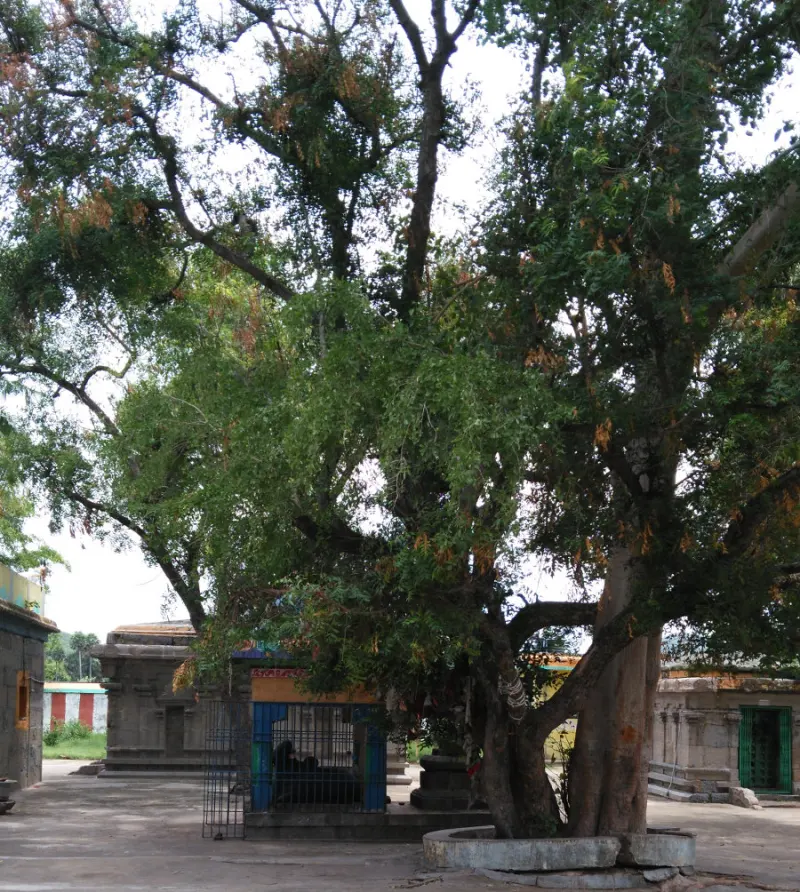 Large leafy trees growing close together over a small shrine in a paved temple courtyard.