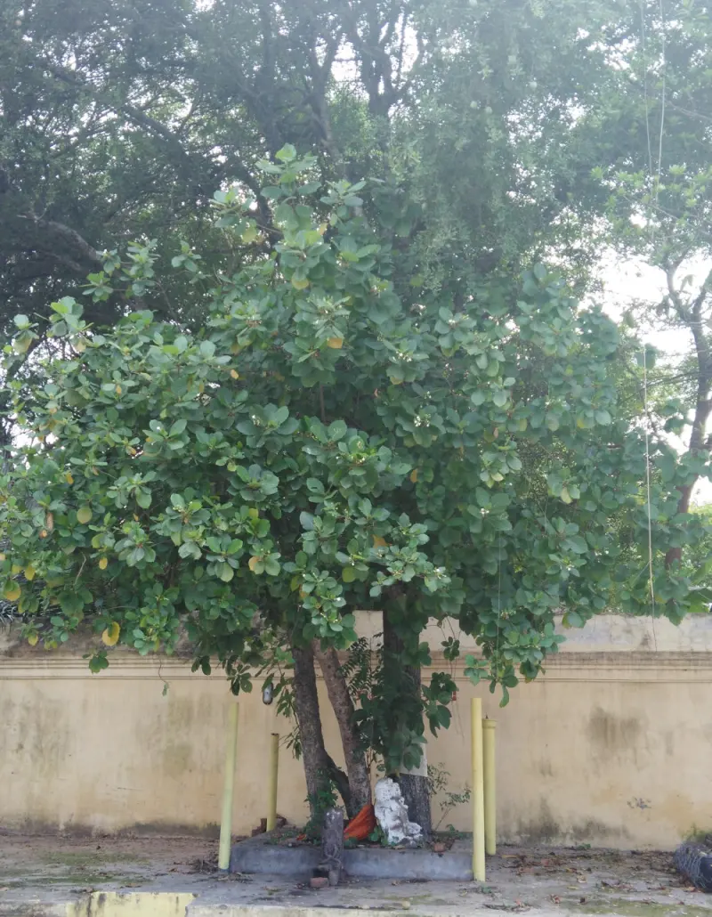 A leafy tree with several trunks growing beside a yellow wall, with a small stone image at its base