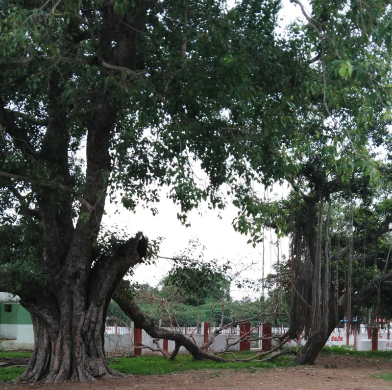 Large banyan trees with thick trunks and hanging roots in an open courtyard.