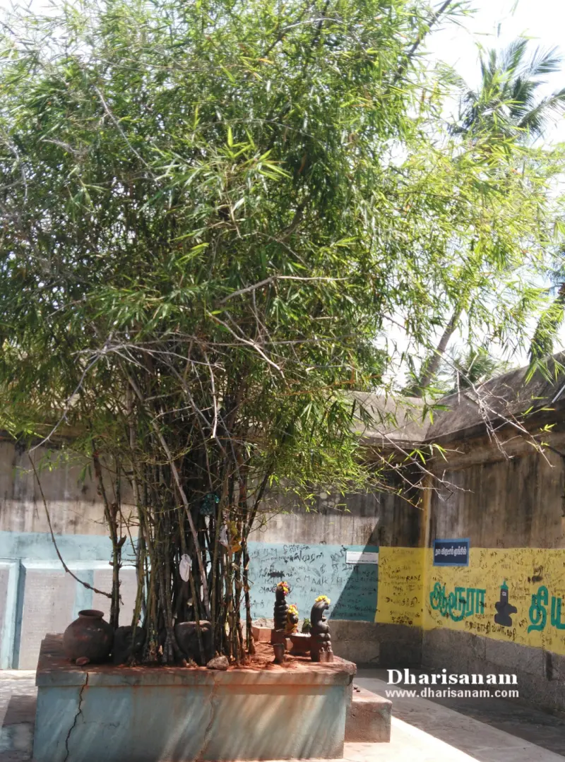 A clump of bamboo on a stone platform with small idols and a pot, beside a painted wall