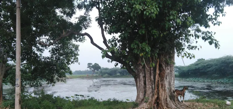 A large tree on the bank of a pond, with a goat standing beside its trunk.