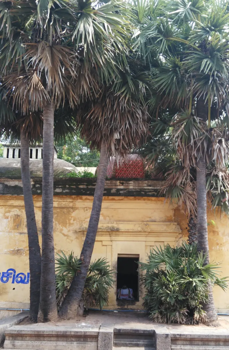 Tall palms before a yellow wall and small shrine