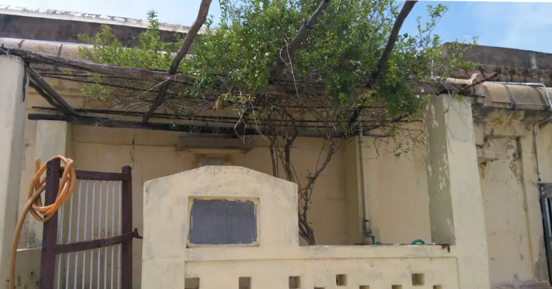 A green creeper trained over a frame above a low yellow wall with a stone plaque